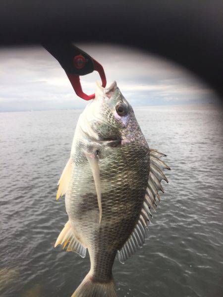 シーバスのはずが(T . T)