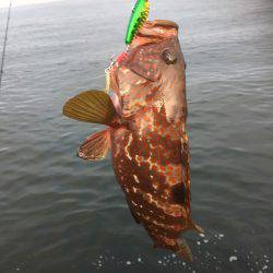 シーバスはどこに？