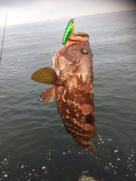 シーバスはどこに？