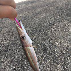 初シイラゲーム！&カマッシング