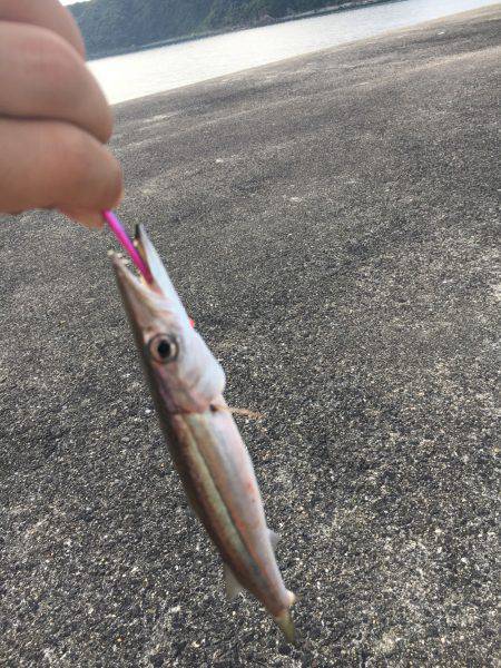 初シイラゲーム！&カマッシング