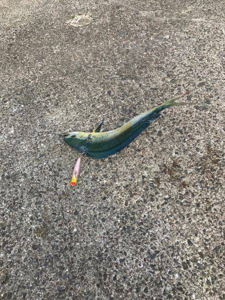 シイラトップゲーム