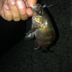 神明ライトエギング