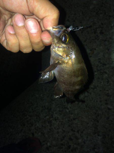 神明ライトエギング