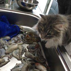 明石タコ大量ゲット！