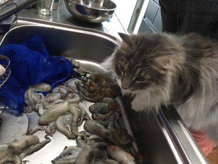 明石タコ大量ゲット！