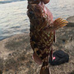 カサゴ釣れました！