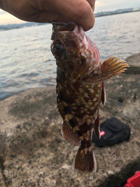 カサゴ釣れました！
