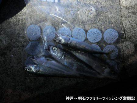 小サバ狙いで激渋