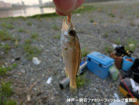 大キス狙いのはずが・・・まっいいか