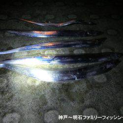 タチウオはどーしてる?