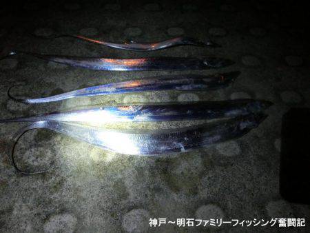 タチウオはどーしてる?