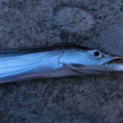 タチウオにダイソージグで挑戦