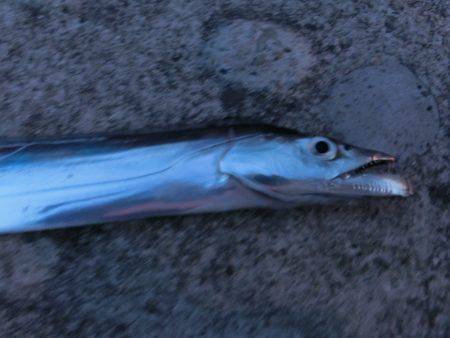 タチウオにダイソージグで挑戦