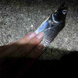 息子のタチウオ半デビュー