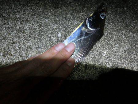 息子のタチウオ半デビュー