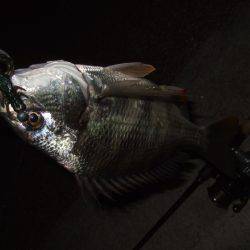 大和川でチニング