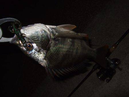 大和川でチニング