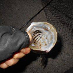 テトラ際でゴンッ♪