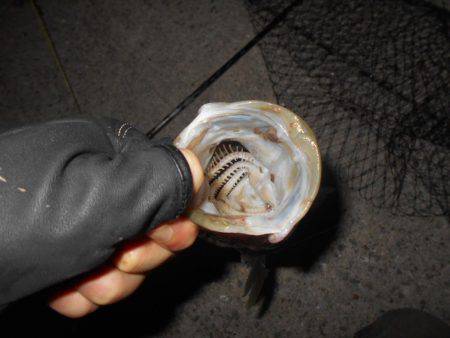 テトラ際でゴンッ♪