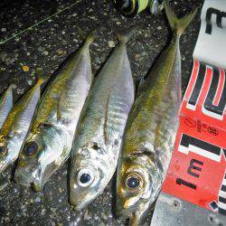 今夜もアジング