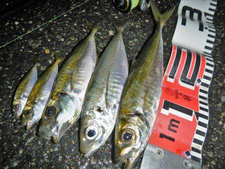 今夜もアジング