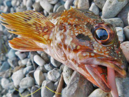 ゴロタでガシラ