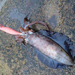 一時間ほどの釣行