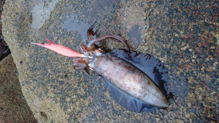 一時間ほどの釣行