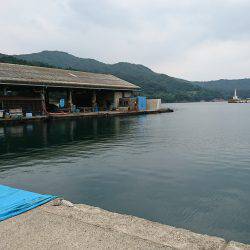 タコ時々アコウ