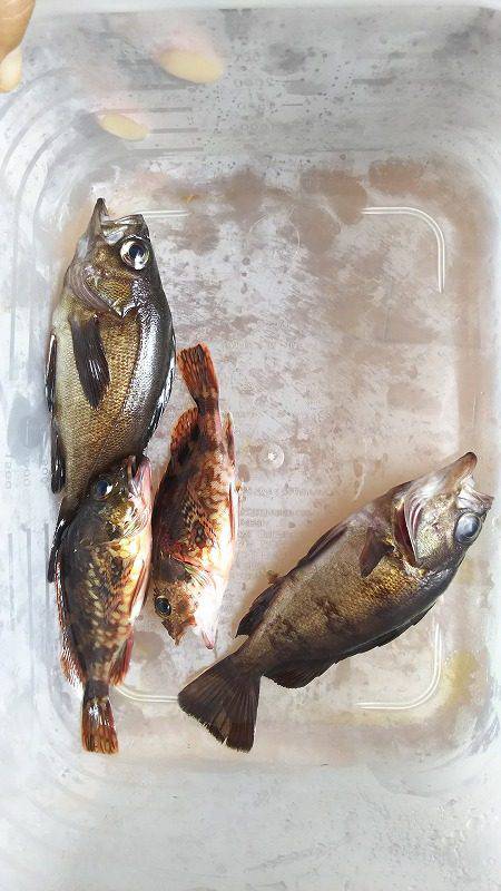 ポイントで交換した竿で！釣行。