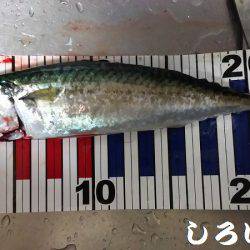 まだ、釣れるだろう?大サバ。