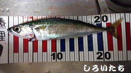 まだ、釣れるだろう？大サバ。