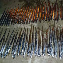 タチウオ大爆釣