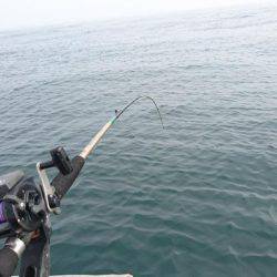 プリプリのアジを求めて