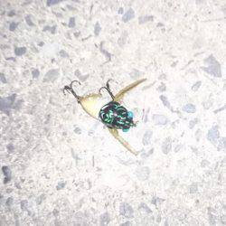 夕涼みナマジング