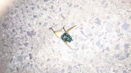 夕涼みナマジング