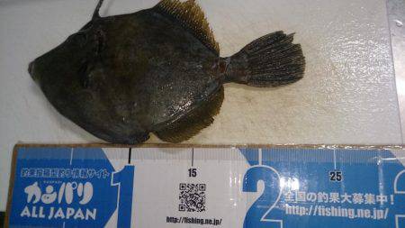 暑いなかバクチョウ