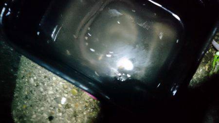 メバリングとその他