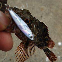 はぐれケンサキ