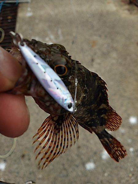 はぐれケンサキ