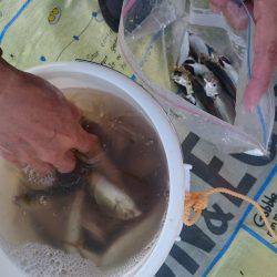 豆アジ大漁＆サバも大きくなってきた