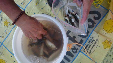 豆アジ大漁＆サバも大きくなってきた