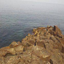 サンバソウの数釣り