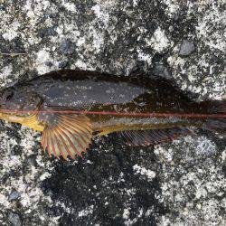 釣り難しいなか…。