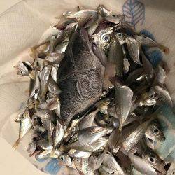 サビキで豆アジとその他!