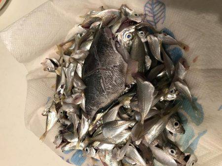 サビキで豆アジとその他!