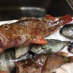 カサゴ30センチ、アコウ25センチ、イシダイ25センチなどなど。