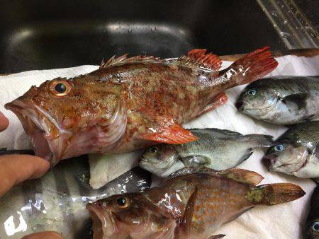 カサゴ30センチ、アコウ25センチ、イシダイ25センチなどなど。