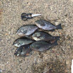 岸和田フカセ釣り